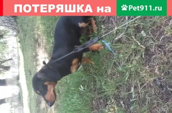 Найден щенок таксы в Витебске
