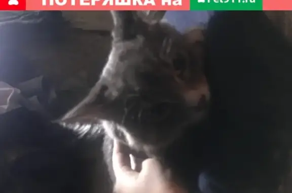 Найдена породистая кошка в Обнинске