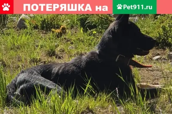 Найдена пугливая собака в Первомайском с/п Озорной Ручей
