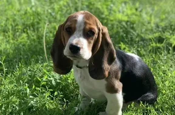 Собаки потеряшки, Красноярск, фото: Потеряшка щенок на острове Татышев, Красноярск.