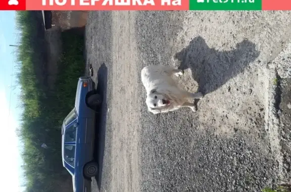 Найдена собака в поселке Двуречье
