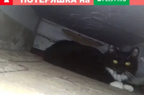 Пропала кошка на ул. Минская 75, Бобруйск