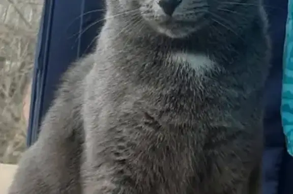 Кошки потеряшки, Октябрьский, фото: Потеряшка кошка Метис русской голубой, Октябрьский проспект, 403к8