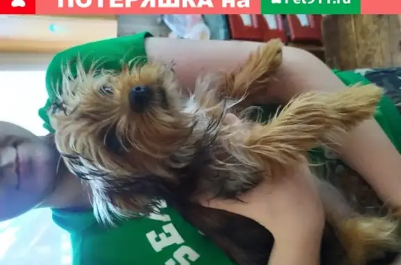 Собака найдена в Липецке: Йорк, мальчик, без ошейника