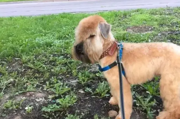Пропала собака Буч на Алтуфьевском шоссе