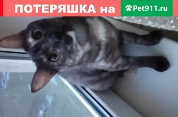Пропала кошка на улице Гагарина, 145 в Краснодаре