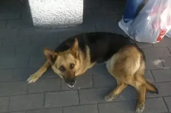 Собака найдена в Воронеже, адрес - Мало-Московский переулок, 9.