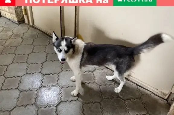 Найден щенок хаски в Ставрополе