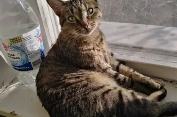 Кошки потеряшки, Кольчугино, фото: Потеряшка кошка на Максимова, 15 в Кольчугино