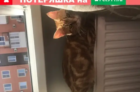 Пропал кот Марс в поселке Российский, Краснодарский край