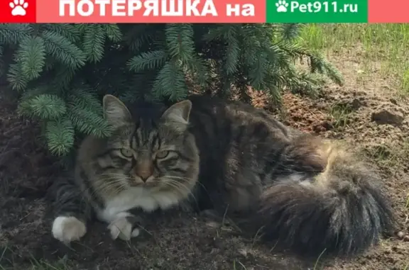 Пропал кот на Бисеровском шоссе, Московская область