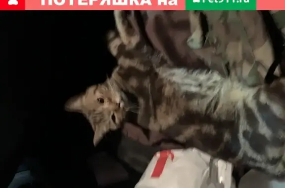 Найден домашний котик на ул. Фатыха Амирхана, Казань
