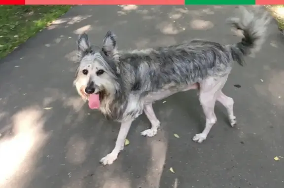 Найден пёс на Измайловском бульваре