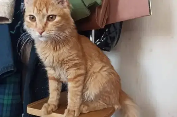 Пропала кошка в Раменском с пушистым хвостом