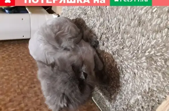 Найдена стриженная серая кошка в районе Сокол