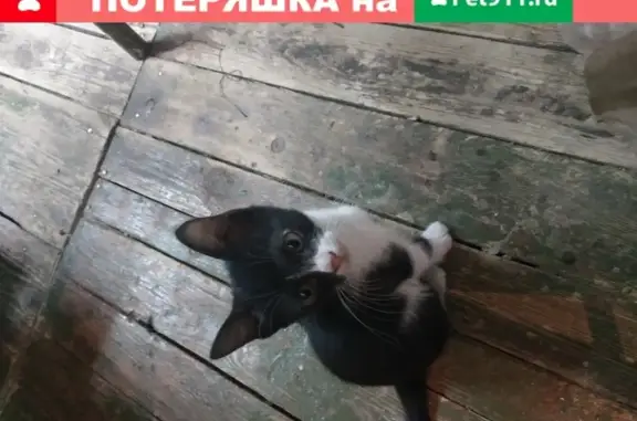 Пропала чёрно-белая кошка в Краснодаре