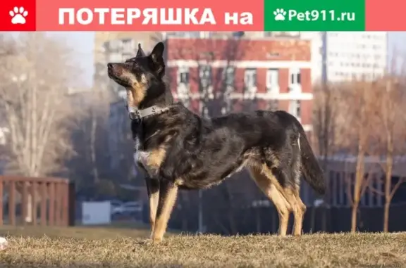 Пропала собака Найда в деревне Райсеменовское, Серпуховский район.