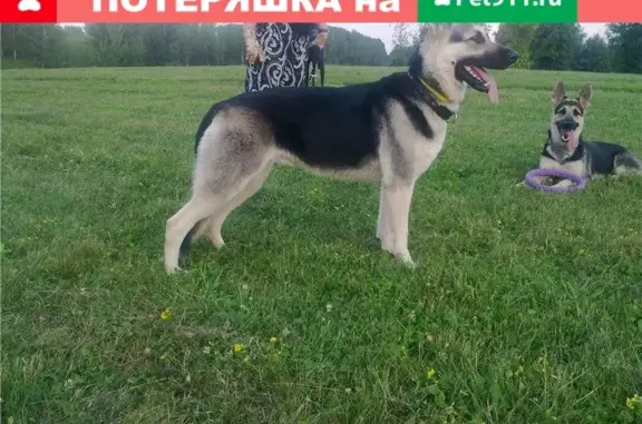 Пропала собака в Истринском районе, вознаграждение гарантировано