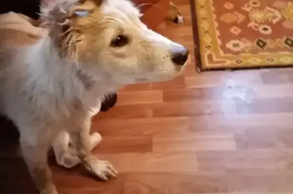 Собака Рыжик с ошейником найдена в Майкопе