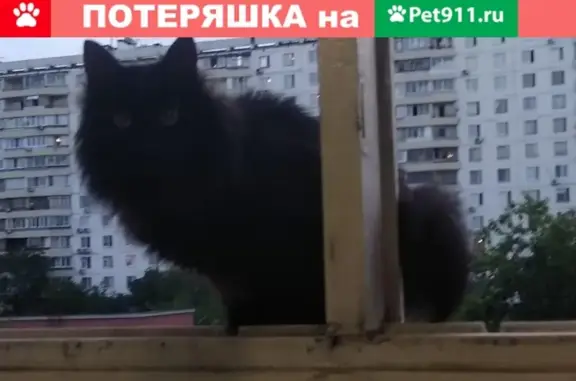 Найдена кошка на 2-й Сокольнической улице, 1