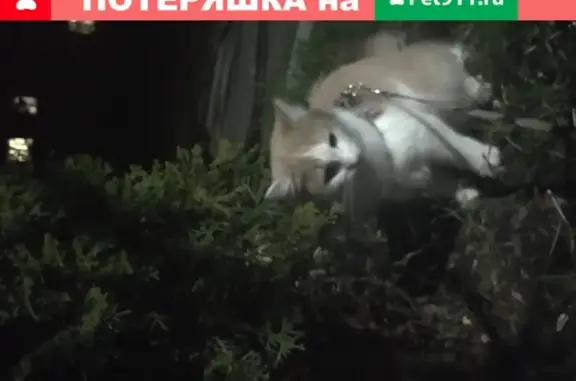 Кошки потеряшки, Гагарин, фото: Потеряшка котик с пр. Гагарина 13А