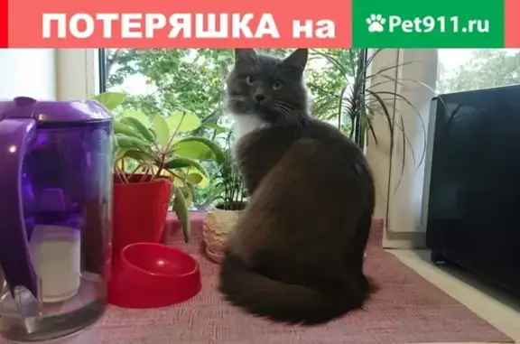 Пропала кошка в Кемь, пролетарский пр. 12.