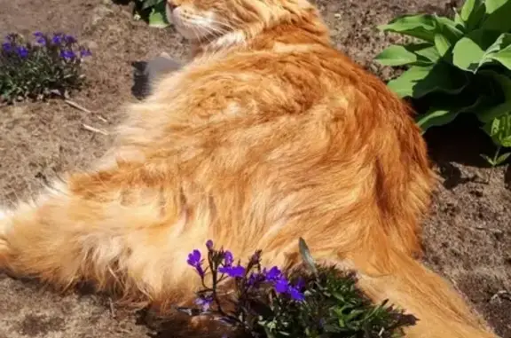 Пропала крупная кошка Алиса в деревне Петровское, вознаграждение гарантировано.