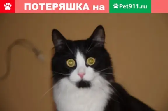 Пропал кот: черный с белой грудкой, ТО Озеро Круглое, 50.