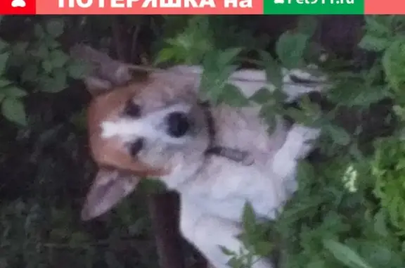 Собака найдена в Павловске на улице Обороны