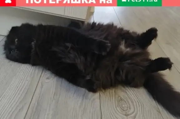 Пропал чёрный кот на Ямской, вознаграждение 5 000 рублей