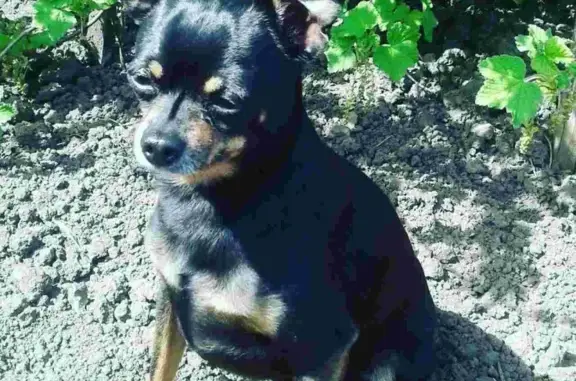 Пропала собака в Хрящевке, ул. Калинина, без ошейника.