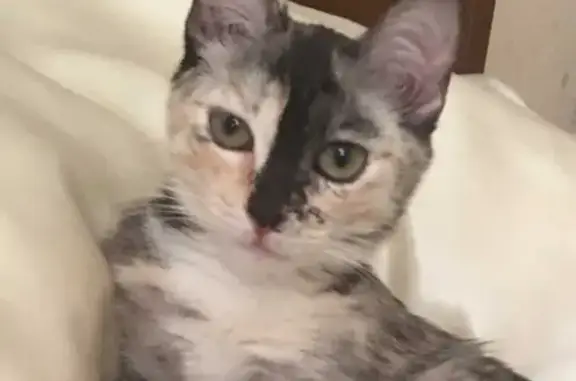 Кошки потеряшки, Тюмень, фото: Потеряшка кошка Айза в ЖК Юбилейный, Тюмень.