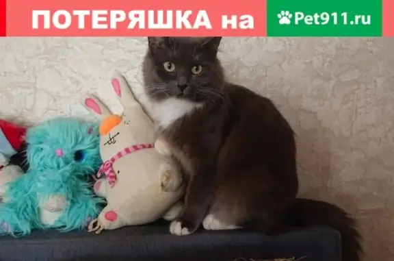 Пропала кошка в Кемь на Пролетарской 12