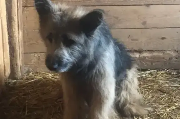 Пропала собака Веня в деревне Уголки, Московская область.