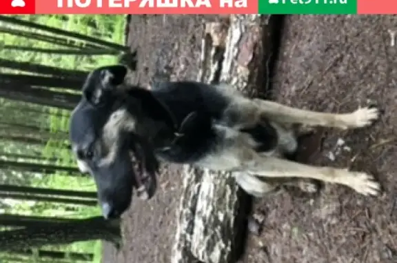 Пропала собака Варежка в лесопарке Новой Трехгорки
