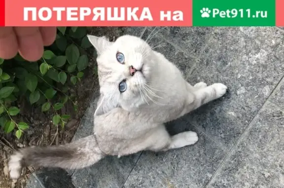 Потерян породистый кот в Воробьевых горах