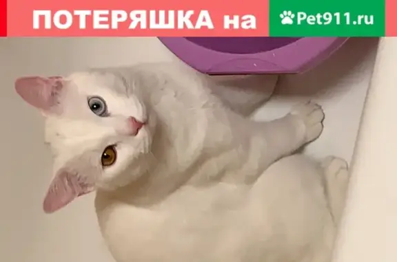 Кошки потеряшки, Москва, фото: Потеряшка кот на Щёлковском шоссе, Москва