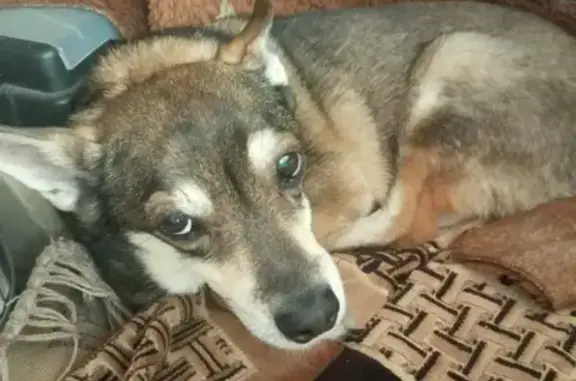 Найдена собака в снт Радуга, Березовка (Барнаул)