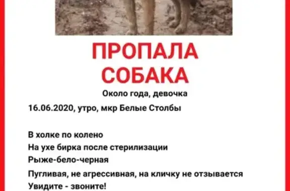 Пропала собака в Домодедово, помогите найти!