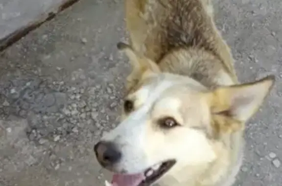 Найдена собака в Сселках, ищем нового хозяина