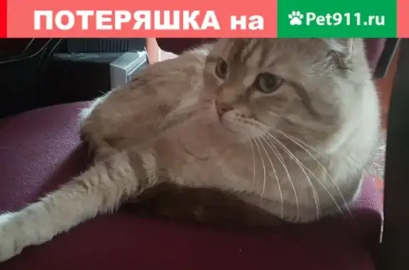 Потерянные животные Брянск, фото: Пропала кошка и котик на улице Космонавтов в Брянске