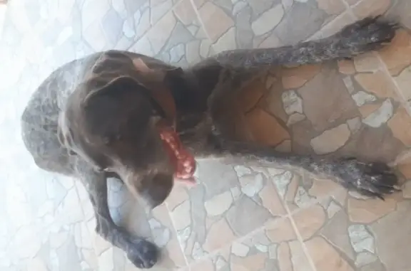 Найдена молодая собака Курцхаар в деревне Пласкинино, придержана в пос. Радужный