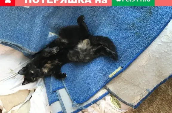 Пропала кошка на Вологодской, 44 (30 символов)