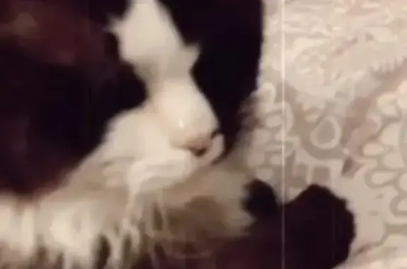 Кошки потеряшки, Санкт-Петербург, фото: Потеряшка кошка Невского маскарада, адрес: Малиновская ул. 11, СПб