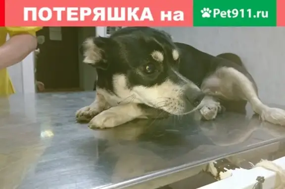 Собака найдена в Сормовском р-не, Нижний Новгород