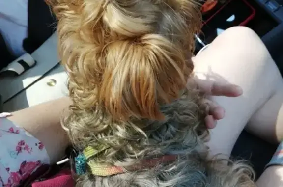 Найдена собака, Москва, фото: Найдена собака в Джамгаровском парке, Москва