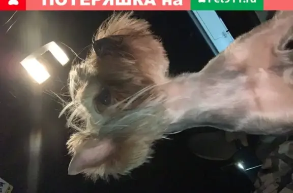 Собаки потеряшки, , фото: Потеряшка кабель йоркширского терьера в Шахтах!