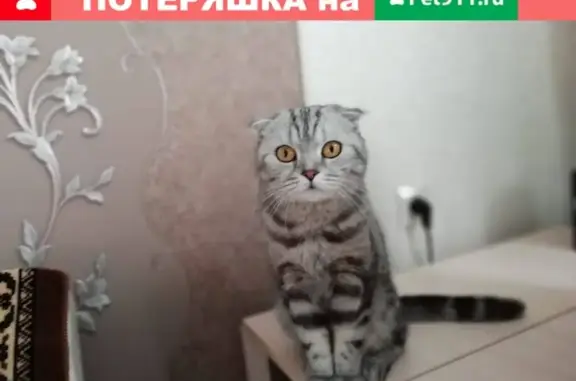 Найдена красивая кошка в Сипайлово, ищет новых хозяев