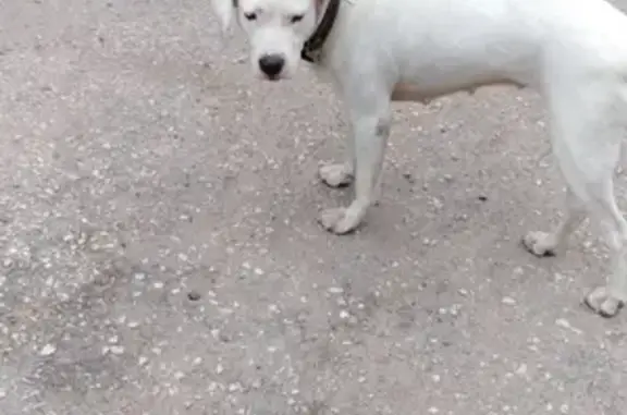 Найдена собака стаф, белого окраса, на улице Низменной.