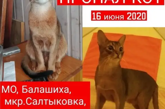 Пропал кот абессинской породы в Балашихе, Салтыковка, Разинское шоссе. Помогите найти!
